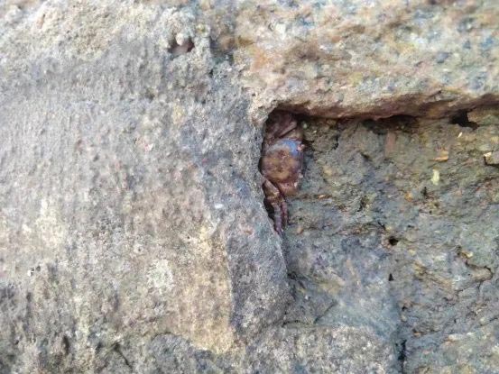 �ͼ����֡�H88(�й���)���鲩�����